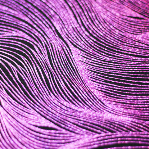 Black Fuchsia Black Fuchsia